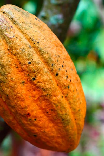 cacao